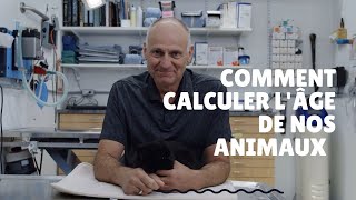 Comment calculer l'âge d'un chat ou d'une chien? - Unis TV