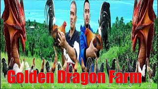 Lets Visit The Farm Of Golden Dragon Gamefarm