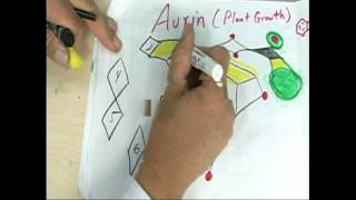 Auxin-Lidocaine-PeriodicTableOfShapes-FastDraw-SchroederDiamonds