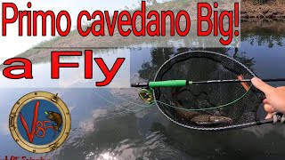 Primo big a FLY #flyfishing #sougayilangfishing #pesca #lowcost