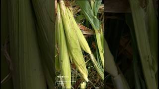 harvesting in vegetable and fruits 🌽🍊🍓🥬🫛 #vegetables #new #harvest #nature #youtube #short #farming