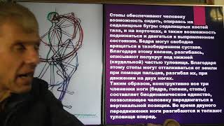 Каким создан человек: двуногим или четвероногим? Александр Белов 15.10.2024 г.