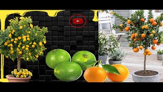 Growing citrus in containers  10 tips to getting more fruit