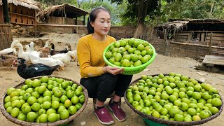 Harvesting Chinese Apple Goes to market sell - Animal care | Ly Thi Tam