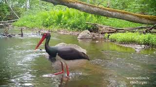 Melnais stārķis (Black stork)