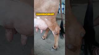 Cow Tail Hair Cutting #surbhi #gomata  #hairstyle #haircut #haircare #cow #cowvideos #mintu #farm