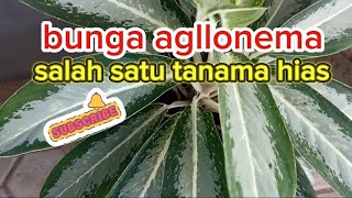 review tanaman hias agllonema silver