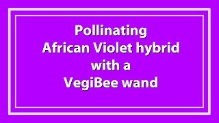 Pollinating a Hybrid African Violet with a VegiBee