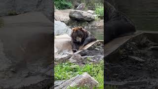 Chilling Bears at Bear Mountain #bear #bearmountain #newyork #usa #shorts