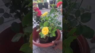 How to repot Bud rose #  Pottingmix - soil, sand, cocopeat, dungpowder, bone meal # gardening ideas.