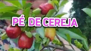 PÉ DE CEREJA