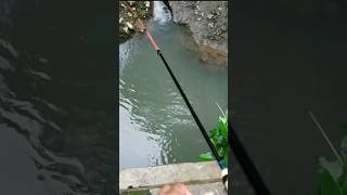 Mancing wader sehabis hujan deras #mancing #fishing #microfishing