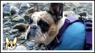 Nimoy the French Bulldog - #18 Barking at Rocks Down by the River