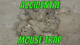 Accidental Mouse Trap