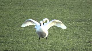 Bewick Swans, Westmoor Fen, Cambs