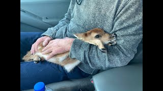 Crappie Fishing On Lake Oahe North Dakota and Caught a Deer??