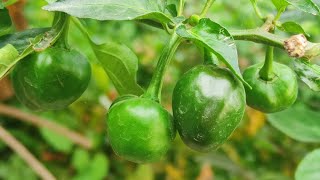 Chilli || Green Chilli 🌶️🌶️🌶️ || Banlu topa 🌶️🌶️🌶️ 😂   || Jessica Basumatary #shortsvideo