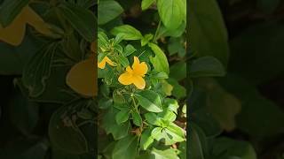 ముళ్ల కనకాంబరం పూలు తెలుసా మీకు? yellow flowers #flowers #kanakambaram #shorts #shortsfeed #shorts_