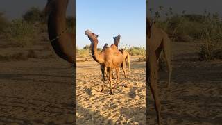 Camels old season video #shorts  #shortvideo #youtubeshorts