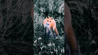 Red Fox #subscribe #shorts #wildlife #nature #birdwatching #birdsofprey #falcon#raptors #fox #redfox