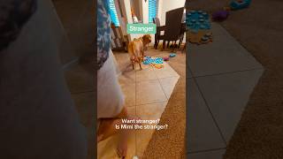 TALKING DOG calls mother-in-law STRANGER!  #shorts #dogshorts #talkingdog #smartdog