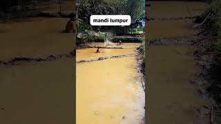 Mandi lumpur   #mancing #fish #nature