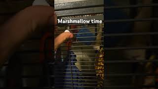 Sugar Gliders eating marshmallows #shorts #animals #pets