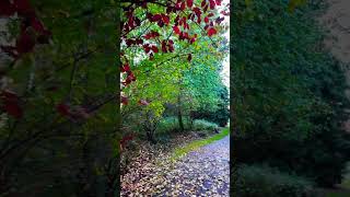 Red Leaves 🍁 #leaves #red #autumn #tree #nature #natureshorts #viralshort