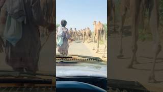 camels at road #shorts