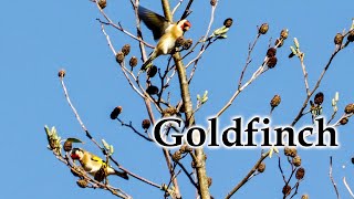 Late Autumn, Tomtit, Bellbird, Goldfinch #birds #birdsong #newzealand #newzealandnature