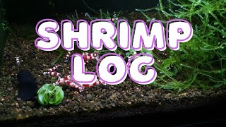 crystal red shrimp/nano tank/moss only