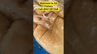 Red Pungusius SeedAvailable.Kolkata,West Bengal.#fish #fishing #fishingvideo.More Details Contact me