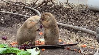 Prairie Dogs @ Turtleback Zoo