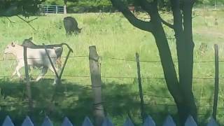 Cows running in pasture, large and small-- San Patrico New Mexico