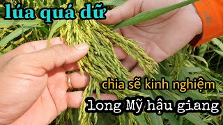 Chia sẽ kinh nghiệm tại huyện long Mỹ hậu giang#31 l Thanhdotv