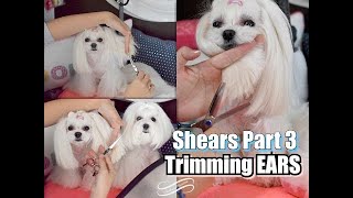 How to Trim Dogs Ears | Trimming the Bottoms of Dogs Ears