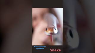 Snake opening his tongue | Snake video | Saap video