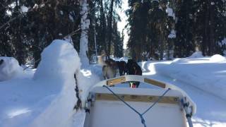 Dog sledding