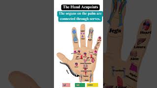 Hand acupoints #acupoints #humananatomy #internalorgans #indianflood