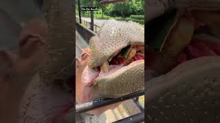 Happy Hippos | हिप्पो  | #amazingshorts | #animal | #zoo | #viralvideo   #comedyvideo