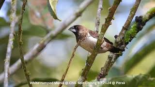 White-rumped Munia @ Chiu S C DSCN9896