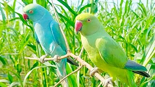 Indian ringneck parrot funny talking❤😍