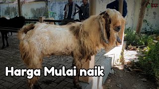 Harga Kambing jantan mulai naik