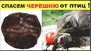 Как защитить черешню от птиц ?