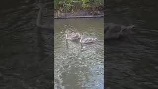 The Swans at Coventry canal September 24