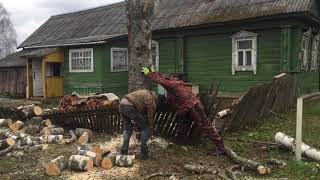 Решили спилить подгнившую березу рядом с домом, вызвали бригаду пильщиков