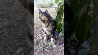 Younger and older Cats on the same ground