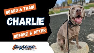 Labrador Retriever, 3 y/o, “Charlie” | Amazing Labrador Training Spokane WA | Off Leash K9