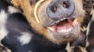 Do Kunekune pigs root?