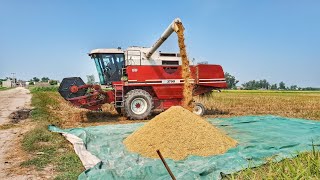 Paddy Harvest🌾|1509🌾دھان کی فصل کی کٹائی|Rice🌾 Harvest 2024 Start In Pakistan